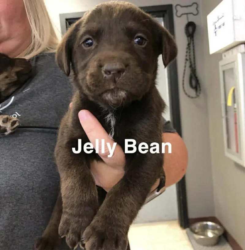 Jellybean