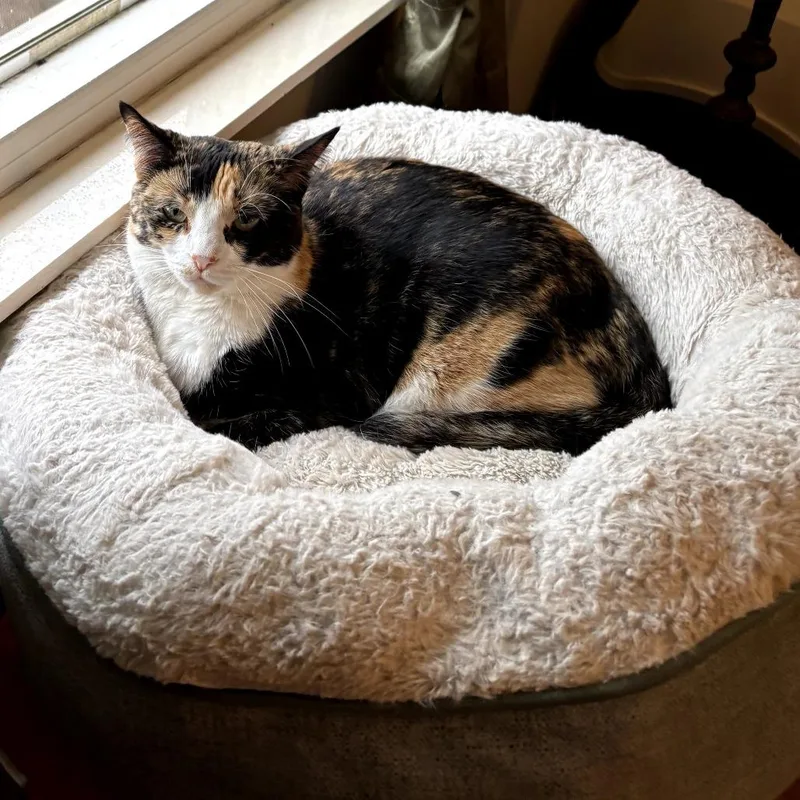 Tracy Beautiful Calico