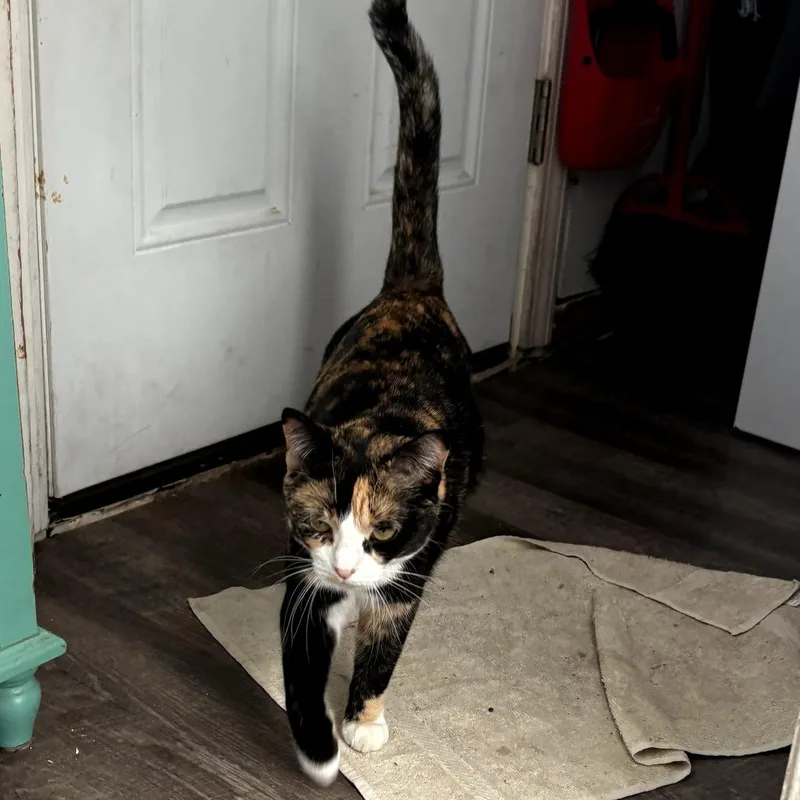 Tracy Beautiful Calico thumbnail 3