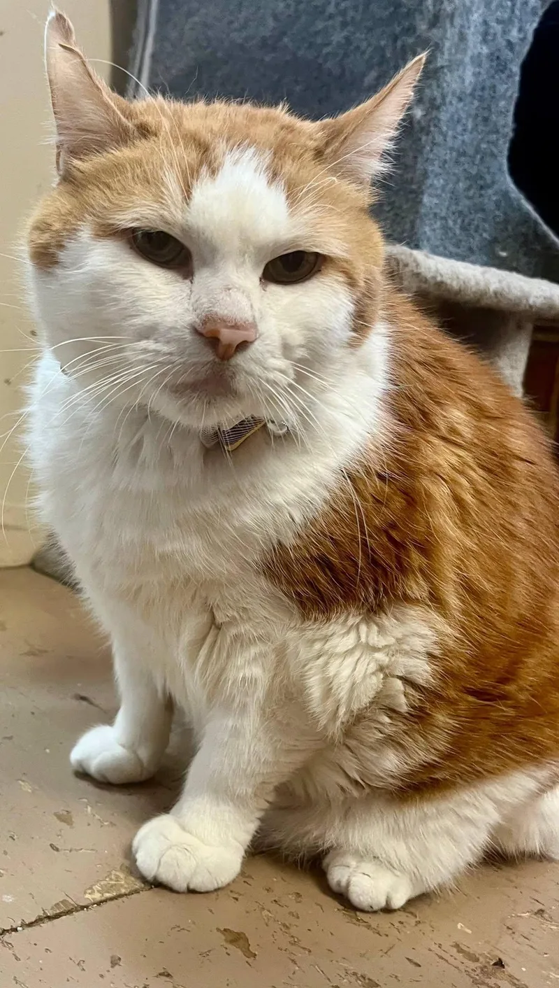 A senior large-sized male Orange & White Tabby cat named Odie for adoption in Leavenworth, KS