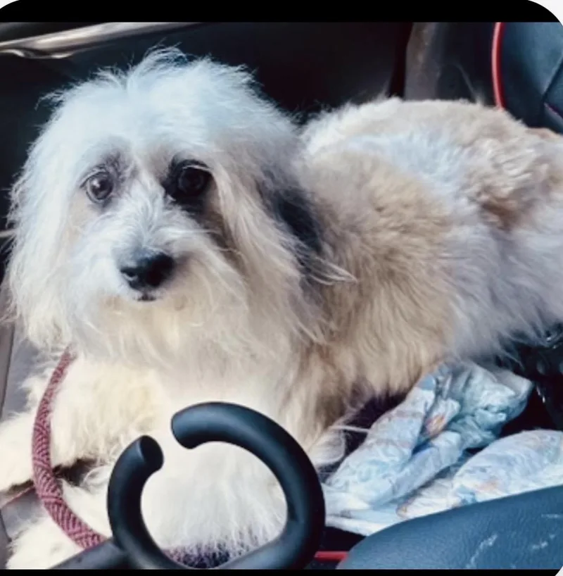 An adult small-sized female White / Cream Shih Tzu dog named Maci for adoption in West Palm Beach, FL