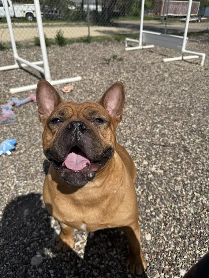 An adult large-sized female Red / Chestnut / Orange American Bully dog named Wendy for adoption in Winona, MN