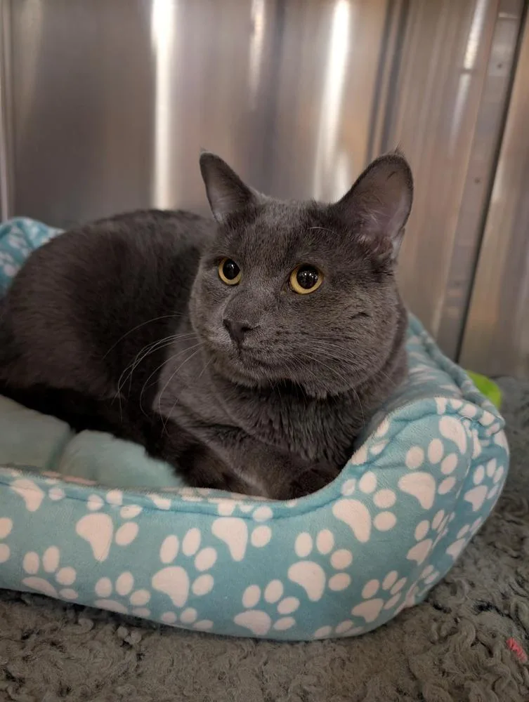 An adult large-sized male Russian Blue cat named Mr. Grey for adoption in Tucson, AZ
