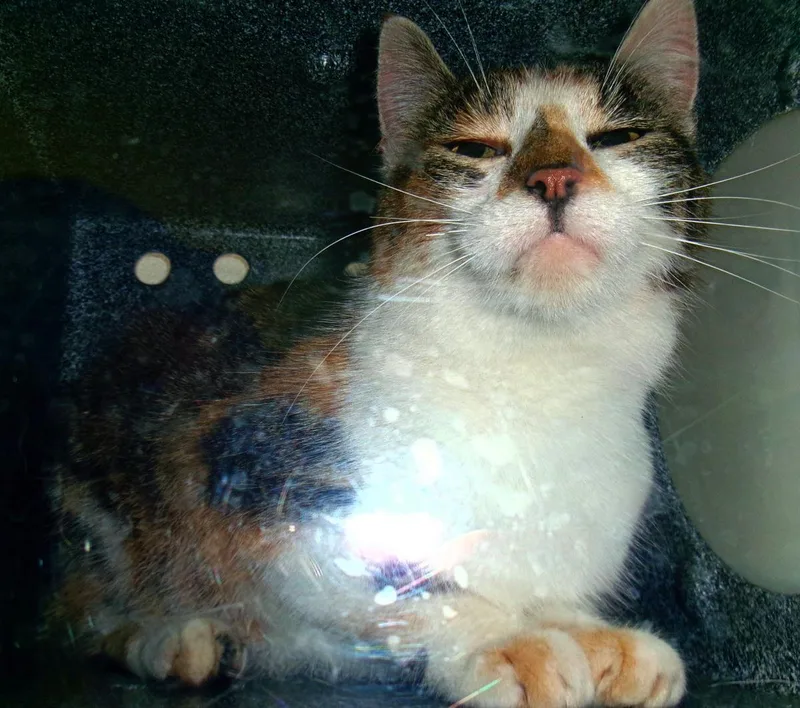 An adult medium-sized female Domestic Short Hair cat named Starfire for adoption in Plover, WI