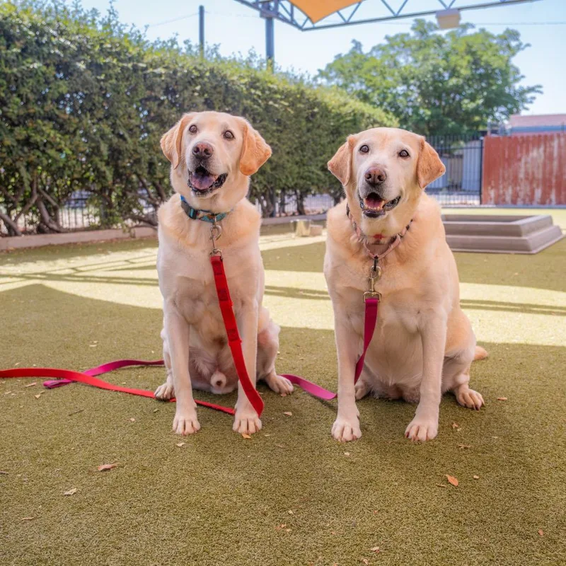 An adult large-sized male Yellow / Tan / Blond / Fawn Yellow Labrador Retriever dog named George for adoption in Albuquerque, NM
