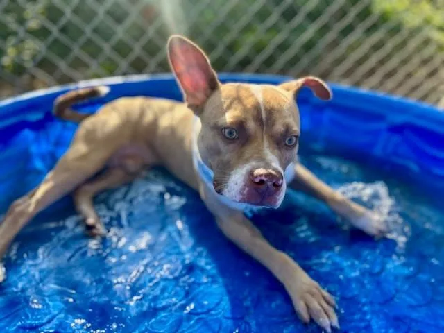 A young medium-sized male Mixed Breed dog named Tilly for adoption in Charlotte, NC