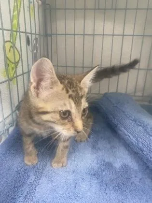 A baby small-sized male Domestic Short Hair cat named Pell for adoption in Gainesville, FL