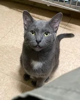 An adult medium-sized male Domestic Short Hair cat named Stewart for adoption in Little Rock, AR
