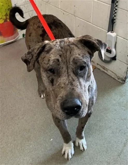 A young large-sized male Catahoula Leopard Dog dog named Wade for adoption in San Bernardino, CA