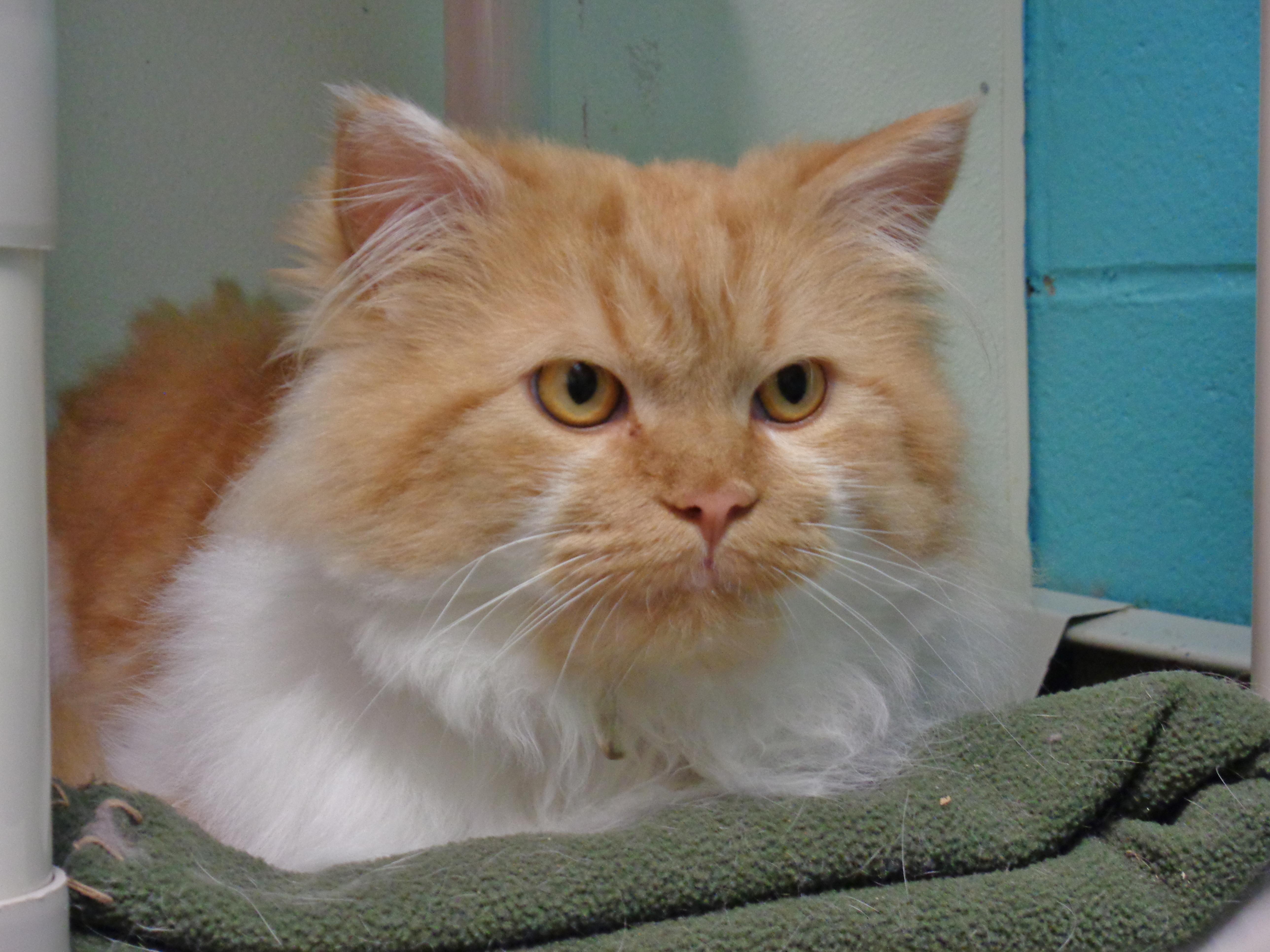 Aslan thumbnail 2