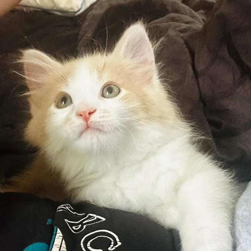 A baby small-sized male Buff / Tan / Fawn Domestic Medium Hair cat named Derby for adoption in Indianapolis, IN