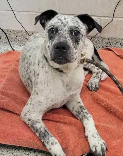 A young medium-sized male Black Mixed Breed dog named Dapple for adoption in Kansas City, MO