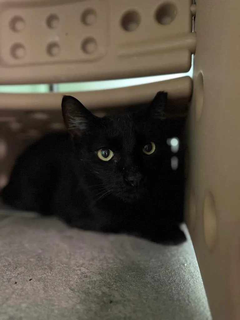 A young medium-sized male Domestic Short Hair cat named Robbie for adoption in Hot Springs, AR