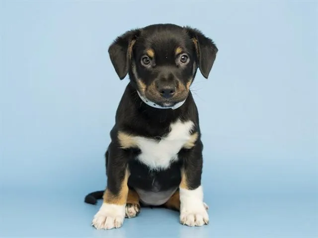 A baby small-sized female Carolina Dog dog named Jj for adoption in Phoenix, AZ