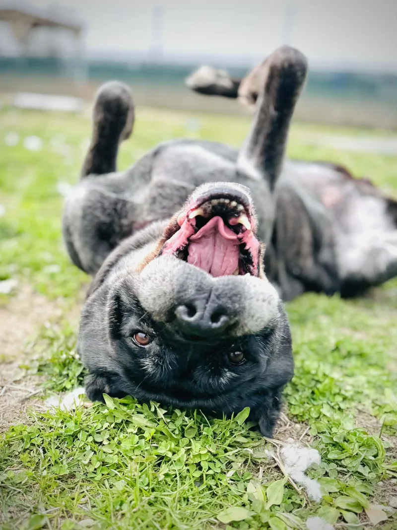 An adult large-sized female Brindle Neapolitan Mastiff dog named Scarlett for adoption in Amityville, NY
