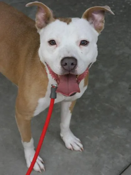 An adult large-sized female Mixed Breed dog named Angel Mist for adoption in Chamblee, GA