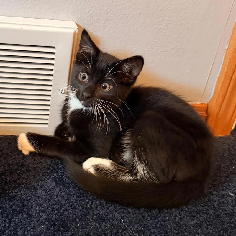 A baby medium-sized male Black Domestic Short Hair cat named Licorice for adoption in Medina, OH