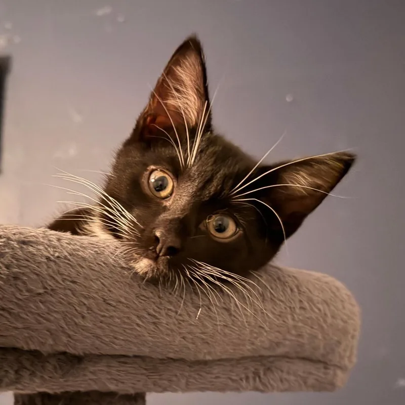 Licorice thumbnail 3