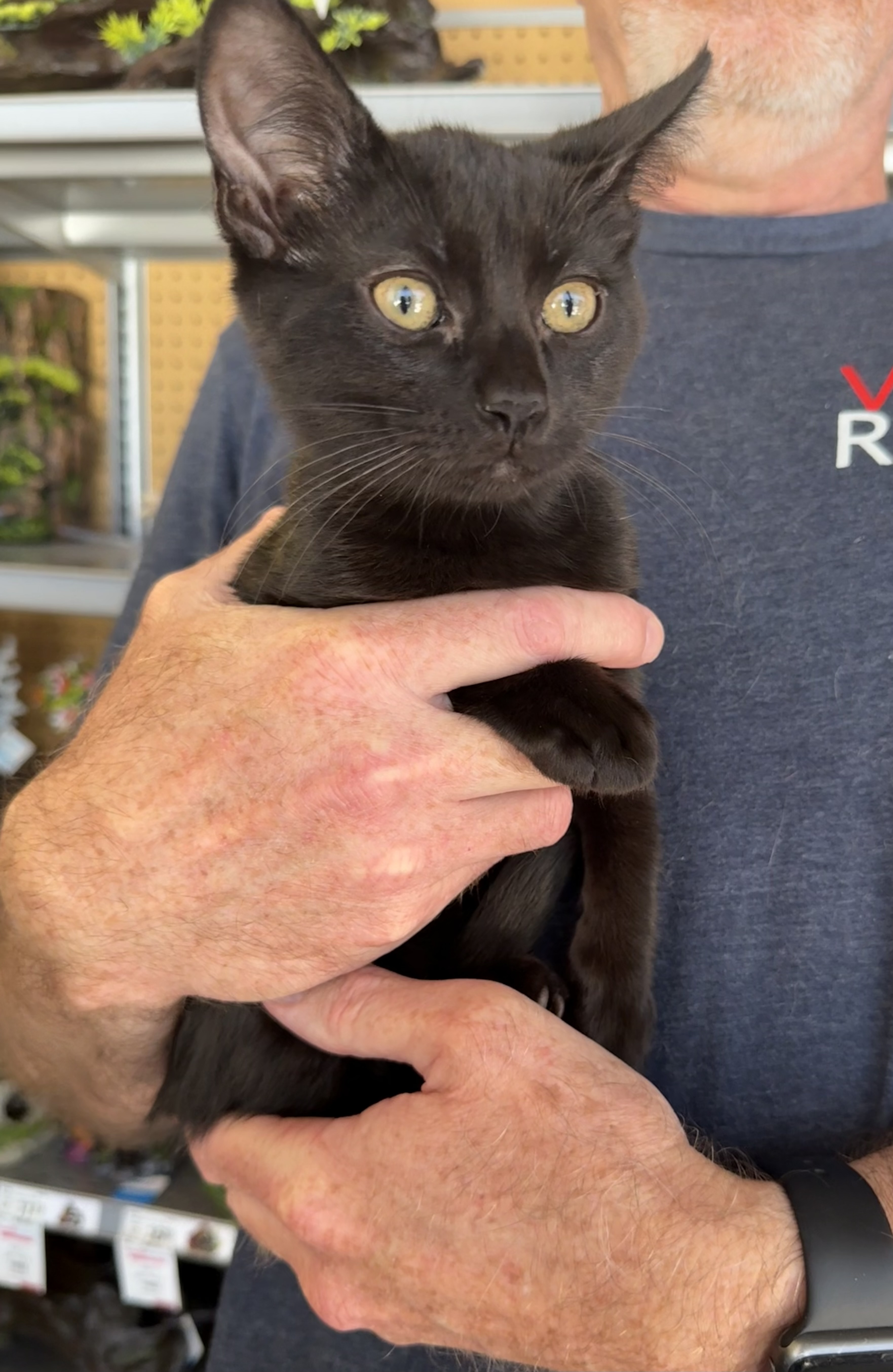 A young small-sized female Black Domestic Short Hair cat named Suke Cita for adoption in Vacaville, CA