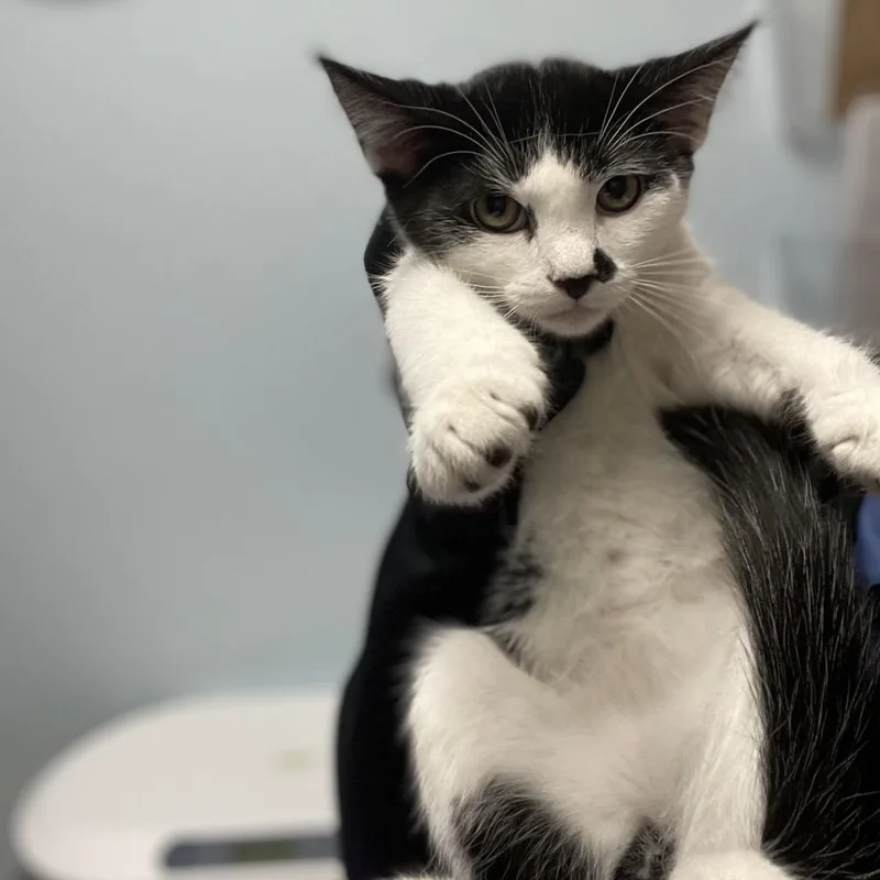 A baby small-sized male Black Domestic Short Hair cat named Lizard for adoption in Riverside, CA