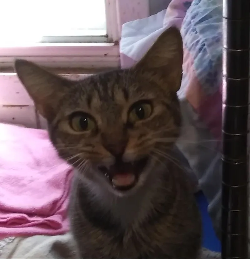 A young medium-sized female Tabby (Buff / Tan / Fawn) Domestic Short Hair cat named Hazel for adoption in Port Wentworth, GA