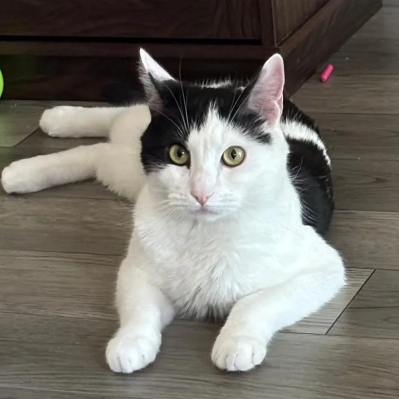 Obi