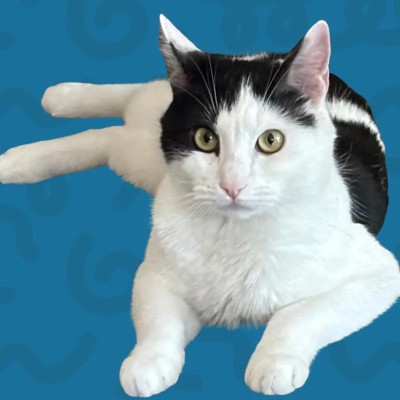 Obi thumbnail 2