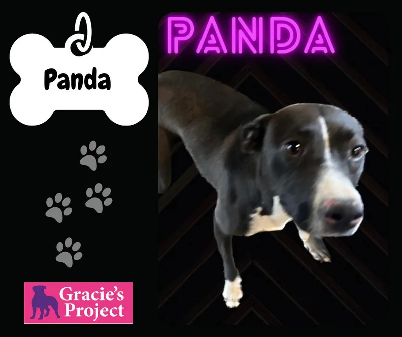 An adult medium-sized female Black Mixed Breed dog named Panda for adoption in Canyon, TX