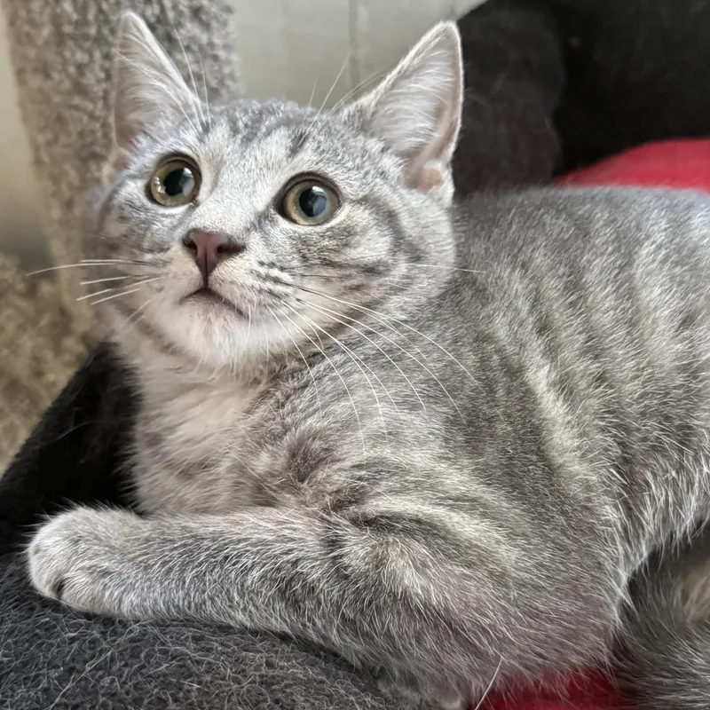 A baby medium-sized male Domestic Short Hair cat named Reed for adoption in Clifton, NJ