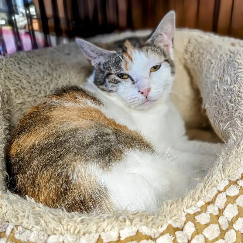 Calamari thumbnail 2