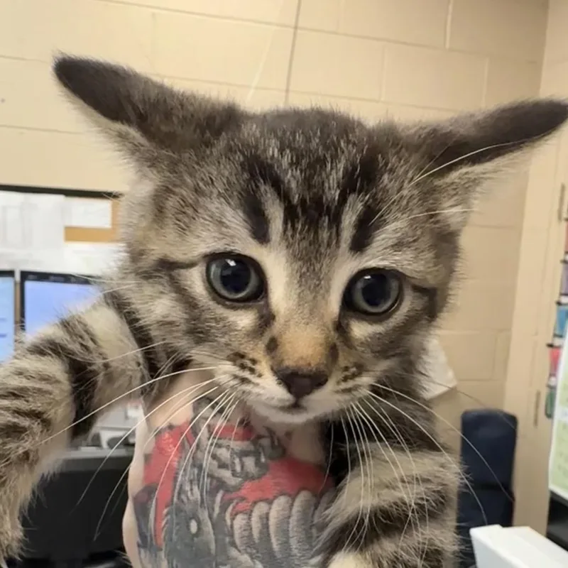 A baby small-sized female Domestic Short Hair cat named Moonstone for adoption in Troy, VA