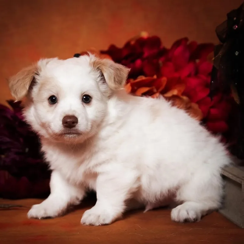 A baby small-sized male Chihuahua dog named Goodness for adoption in Allen, TX