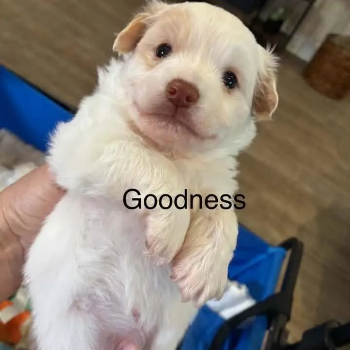 Goodness thumbnail 2