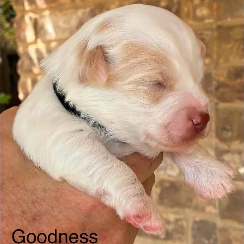 Goodness thumbnail 4