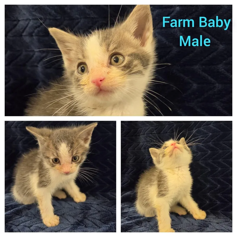 A baby medium-sized male White Domestic Short Hair cat named Farm Baby for adoption in Ontario, NY