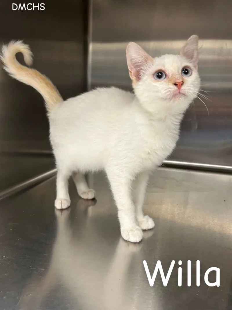 A baby small-sized female Flame Point Domestic Short Hair cat named Willa for adoption in Burlington, IA