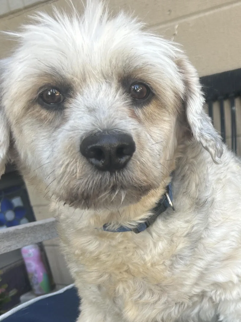An adult medium-sized female Terrier dog named Bambi for adoption in El Cajon, CA