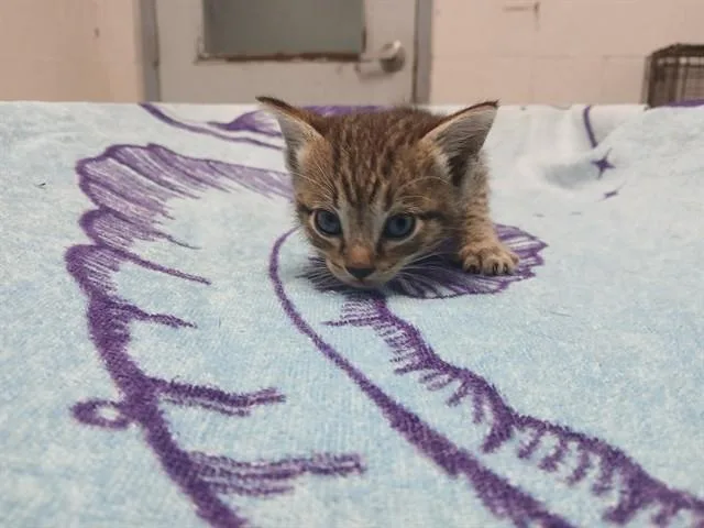 A baby small-sized male Domestic Short Hair cat named Saturn for adoption in Fort Lauderdale, FL
