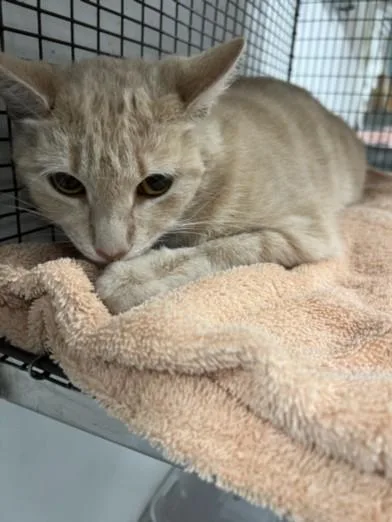 A young medium-sized female Domestic Short Hair cat named Furrari for adoption in Chatsworth, CA