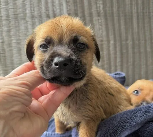 A baby medium-sized male Labrador Retriever dog named Babe Rocky for adoption in Washington, DC