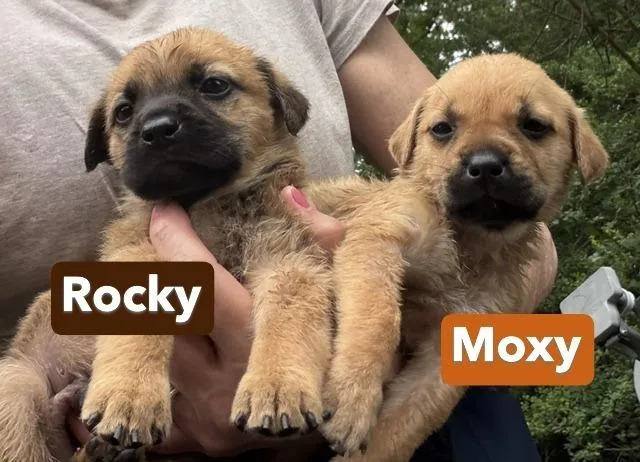 Babe Rocky thumbnail 3