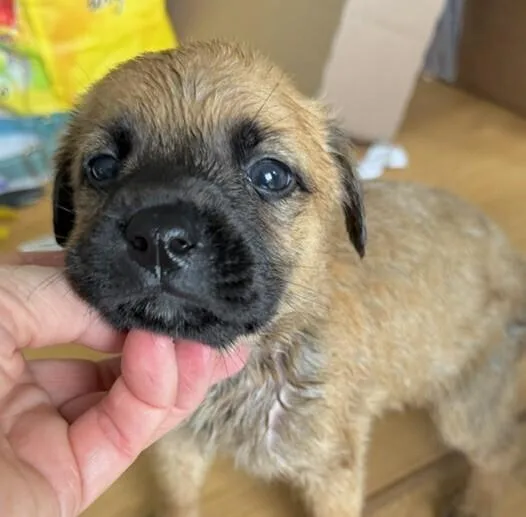Babe Rocky thumbnail 4