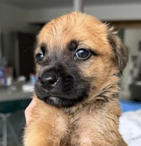 Babe Rocky thumbnail 6