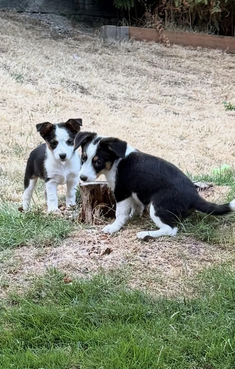 A baby medium-sized female Terrier dog named Tulip for adoption in Bothell, WA