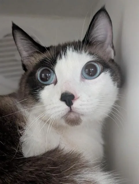 Loki