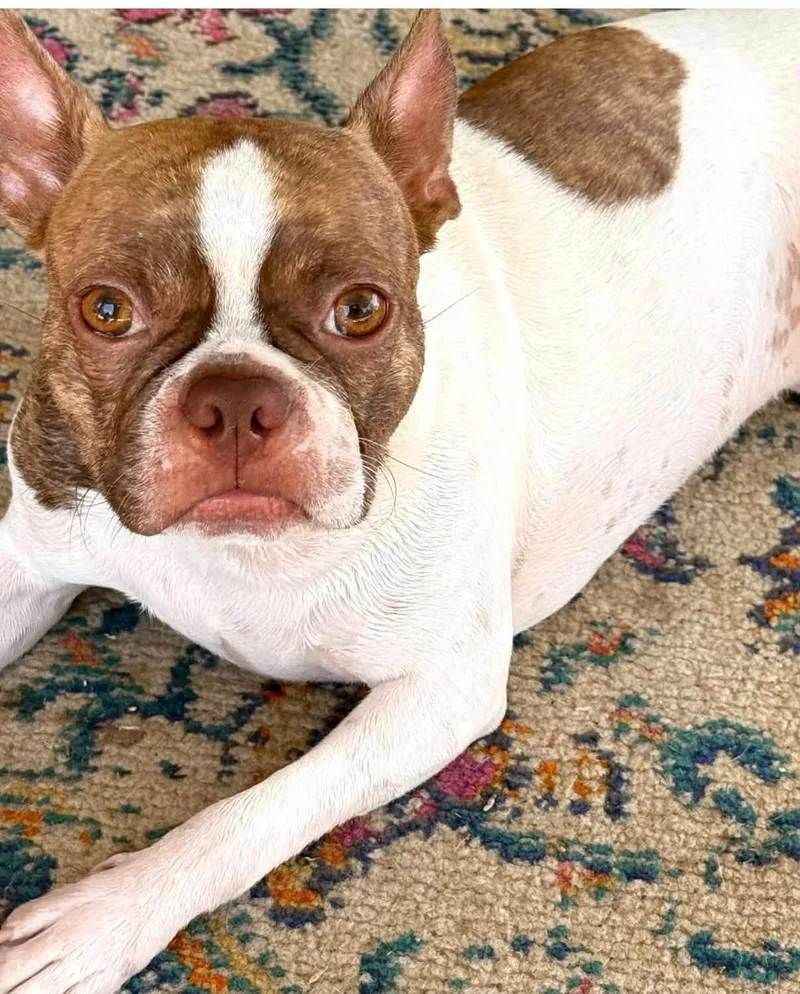A young medium-sized male Boston Terrier dog named Toby for adoption in Gainesville, TX