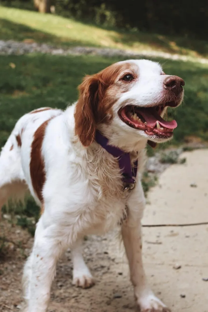 An adult medium-sized male White / Cream Brittany Spaniel dog named Rusty for adoption in Grafton, WV