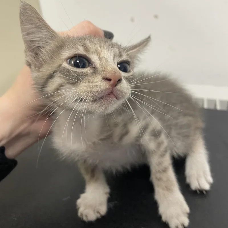 A baby small-sized female American Shorthair cat named Liz for adoption in Dickinson, TX