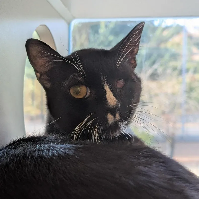 Sailor Cat Jack