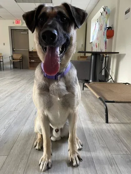 Brutus